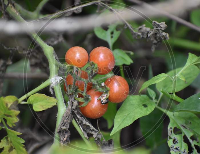 red cherry tomatoes in the kitchen garden