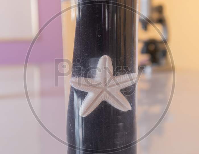 Starfish In Lab Glassware Of Conducting Experiments