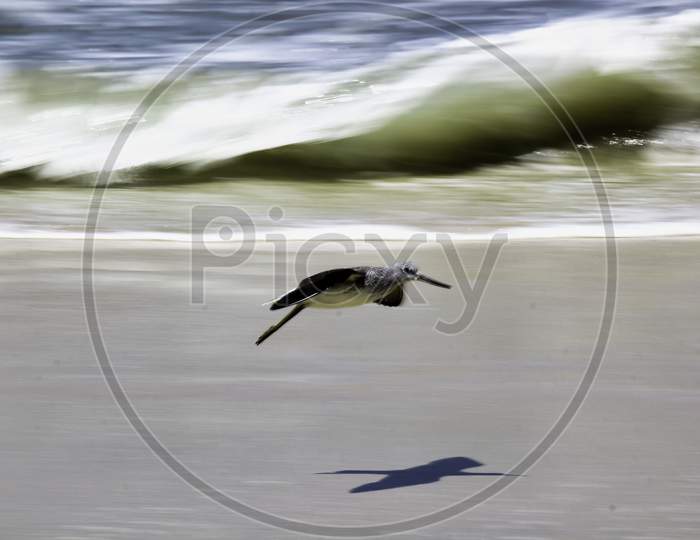 Common Greenshank, A Species Of Sandpipers Bird Take A Flight On A Sandy Beach
