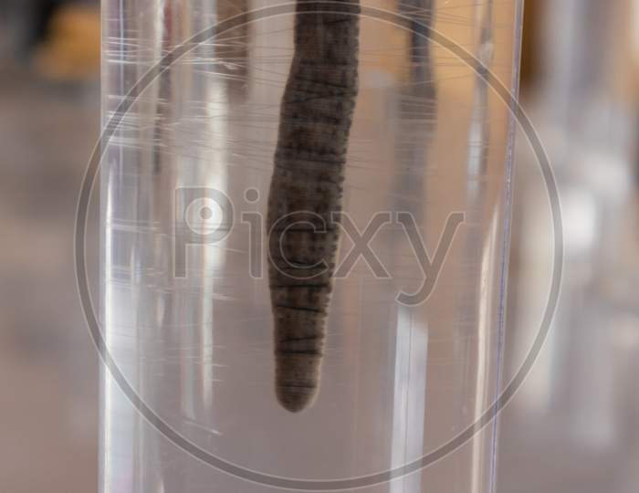 Leech In Lab Glassware At Science Laboratory In College