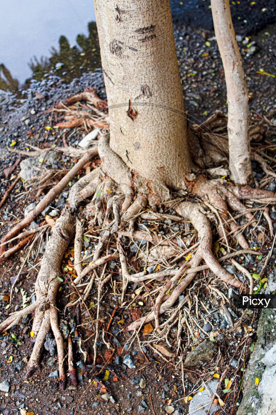 Tree Roots Branches