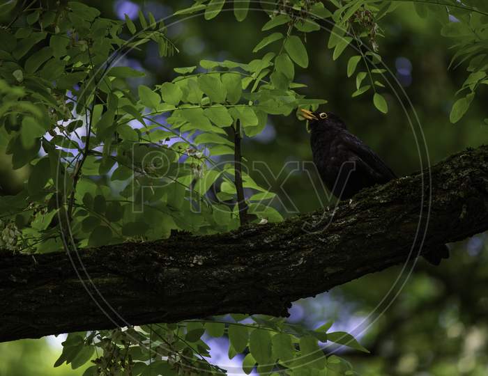 Common Black Bird, A Species Of Thrushes