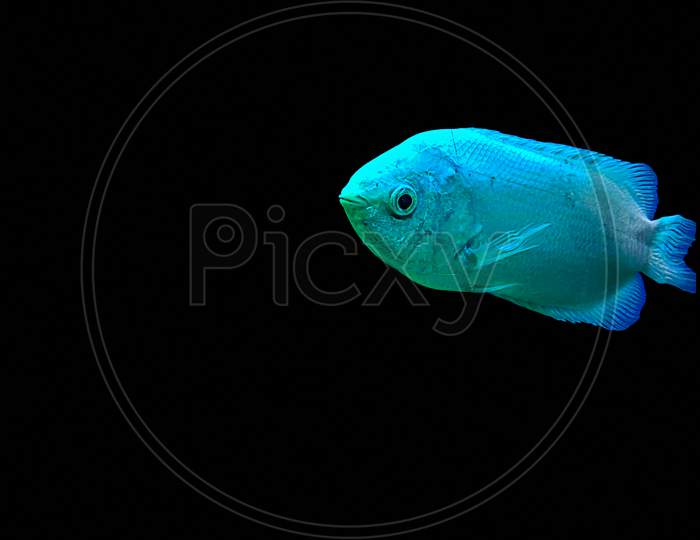 Kissing Gourami (Helostoma Temminckii), Also Known As The Kissing Fish Isolated On Black Background.