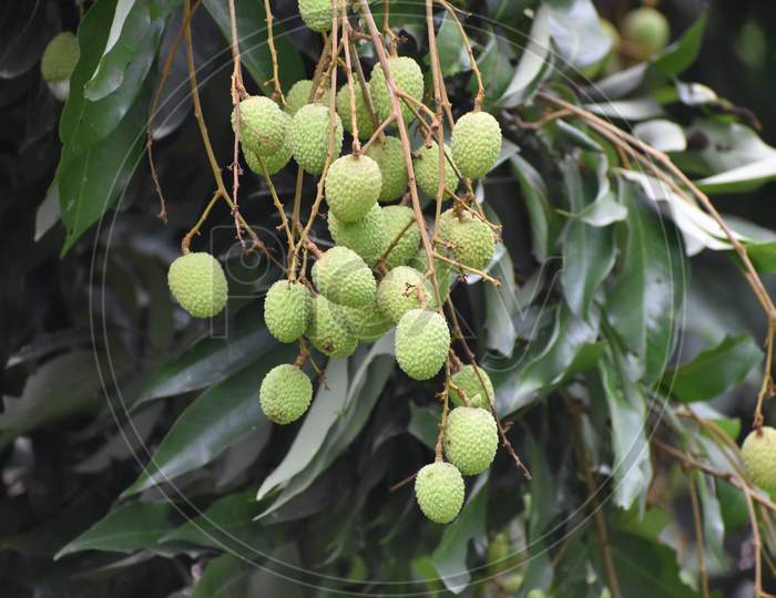 litchi fruits at unripe stage
