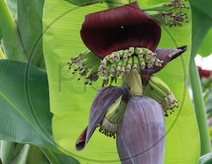 Beauty banana blossom tropical plants