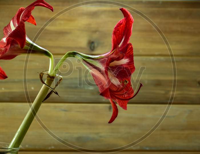 Beautiful Closeup Photograph Of Red Easter Lily Flower.