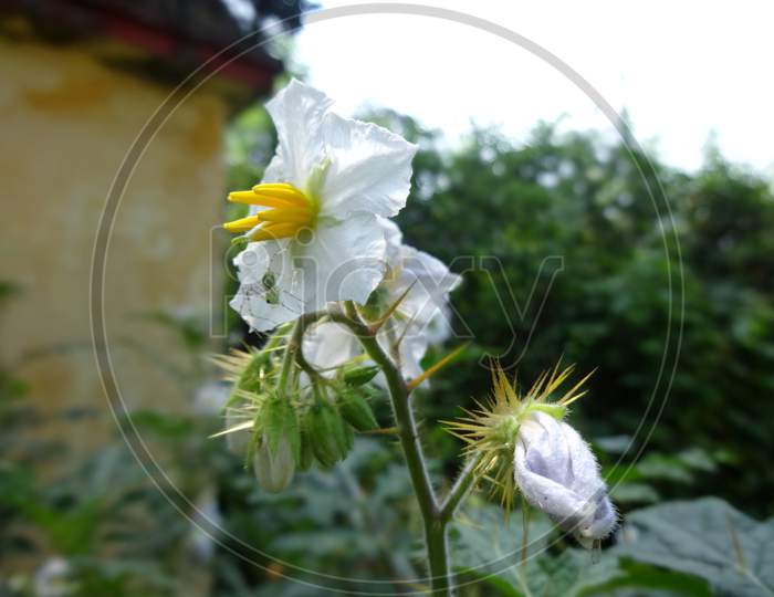 White closeup Kata flowering plant in garden area