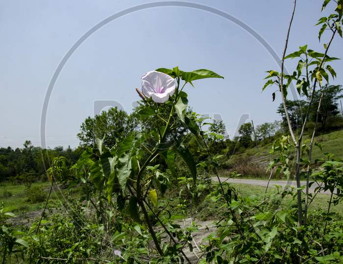 Single White Flower With Blue Sky Himachal Pradesh India Landscape View