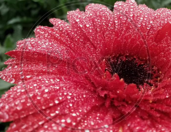 Red Gerbera With Dew Drops Closeup