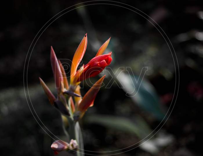 Lobster-claws, Heliconia flowers in the garden. Common names for the genus include Dwarf Jamaican flower