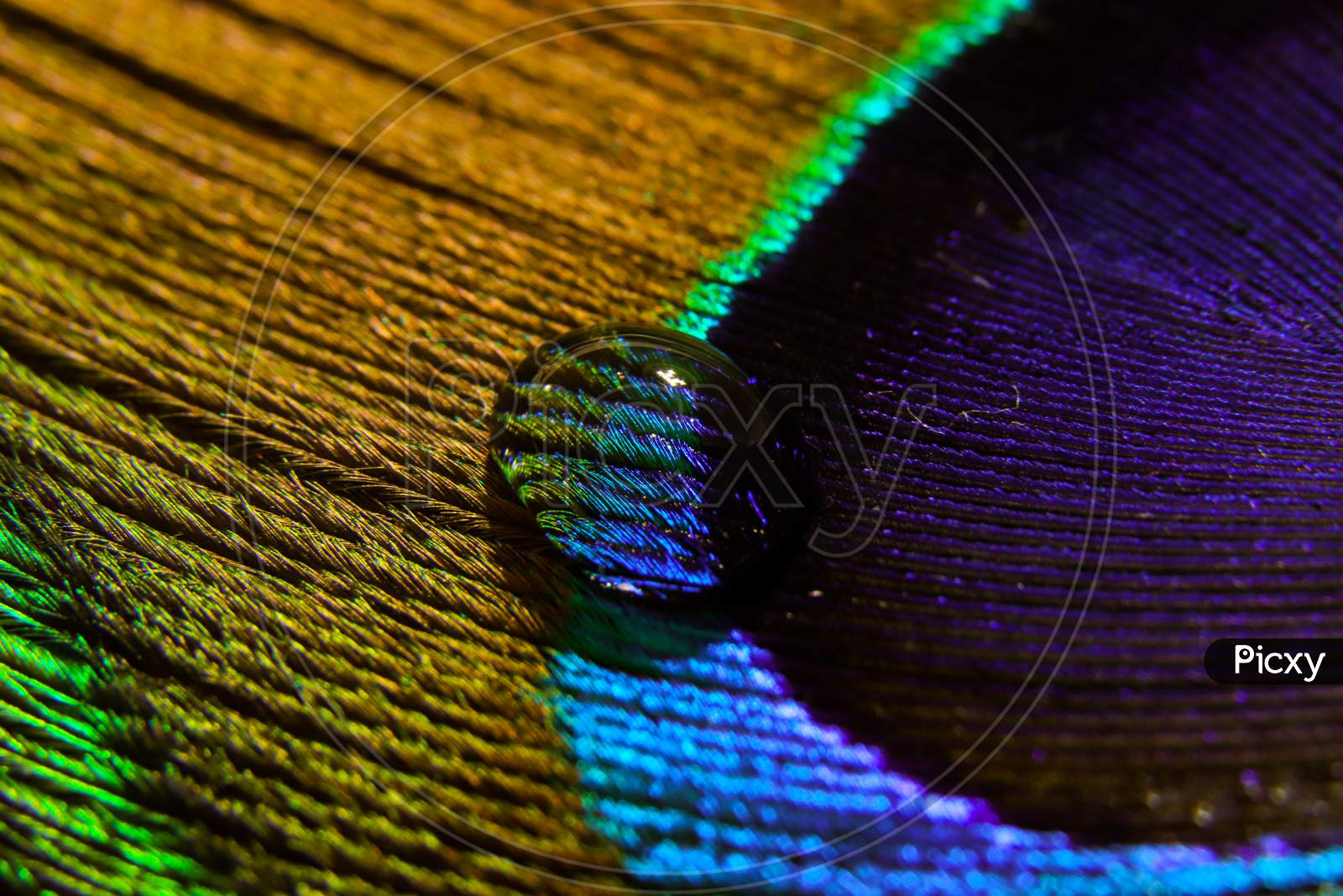 water drop in peacock feather