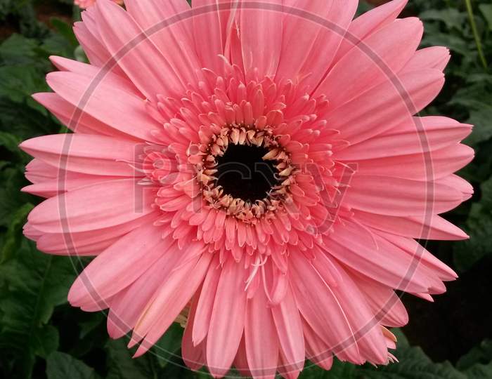 Pink Gerbera Flower With Black Core