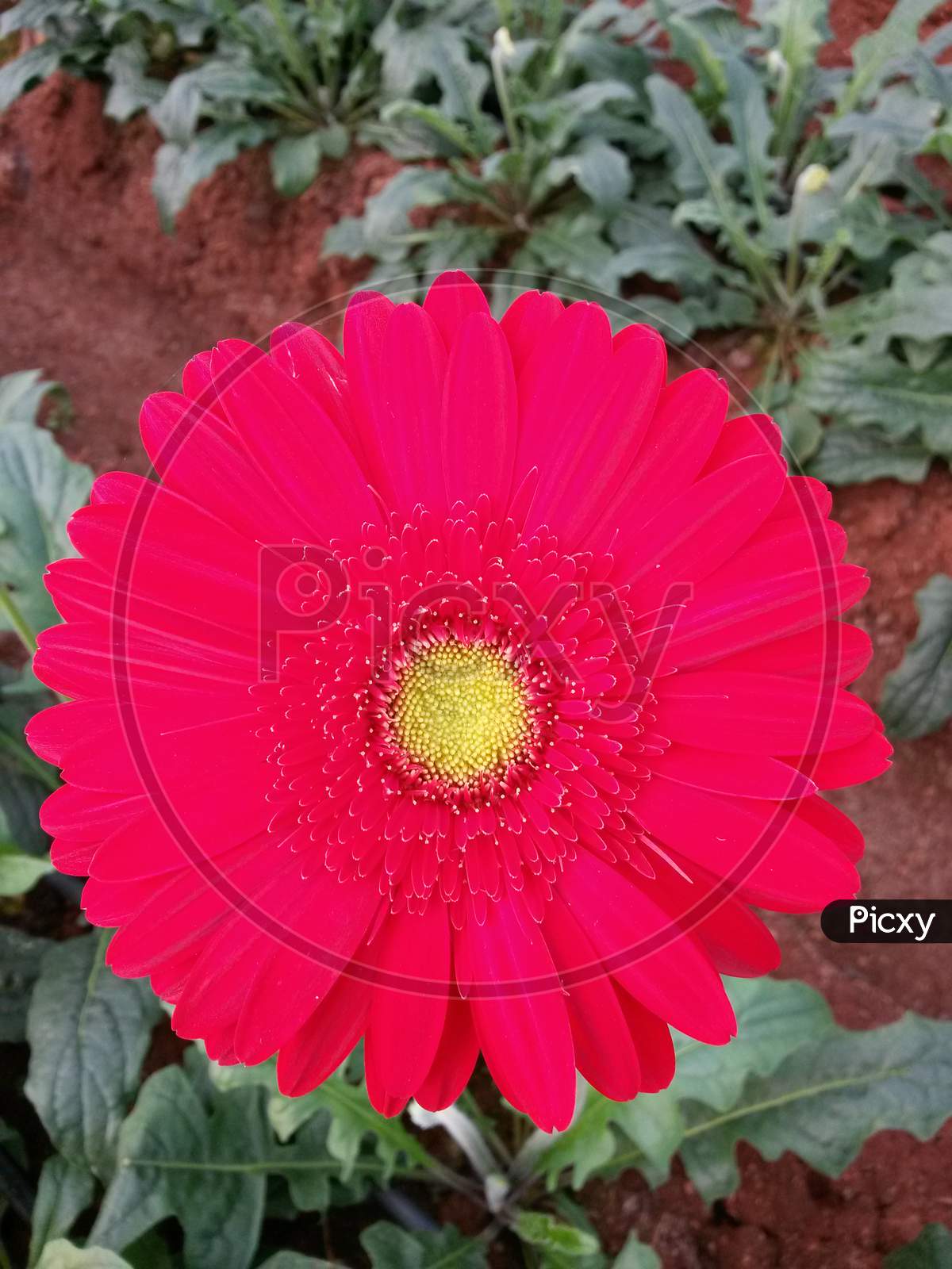 Red Gerbera Flower With Yellow Center Core