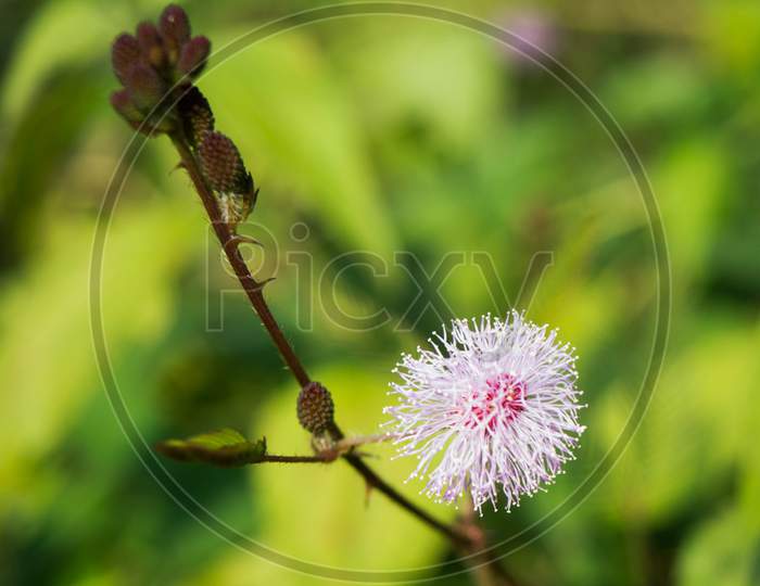 Close up of Mimosa pudica also known as shame plant or shameplant, sensitive, sleepy, action, touch-me-not, zombie plant.
