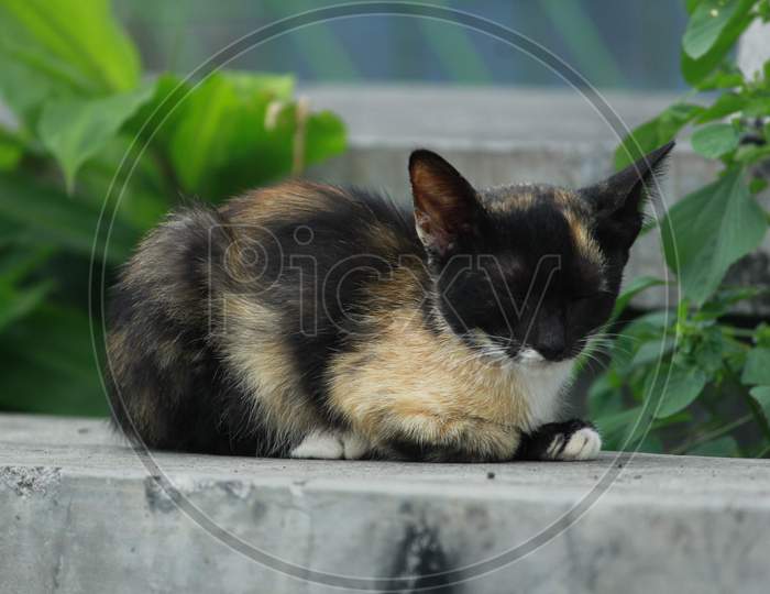 A brownish black cat that is still small close its eyes look like it is not healthy