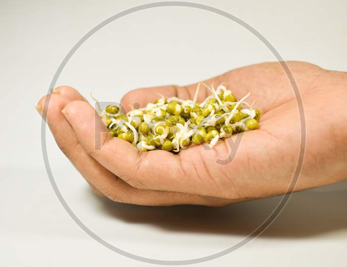 Sprouted Green Gram In Hand On Isolated White Background