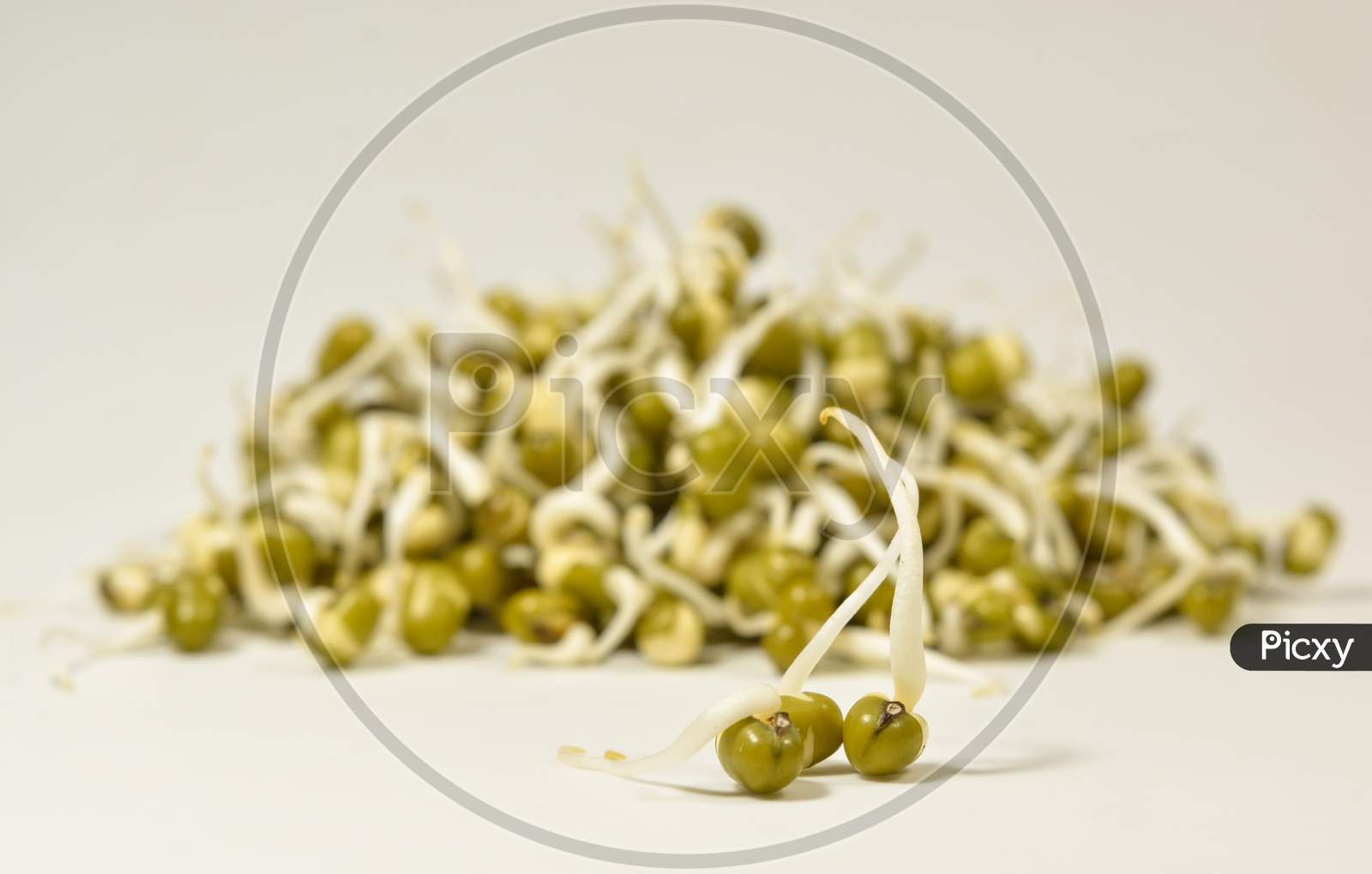 Sprouted Green Gram And Three Kept Different From Group On Isolated White Background