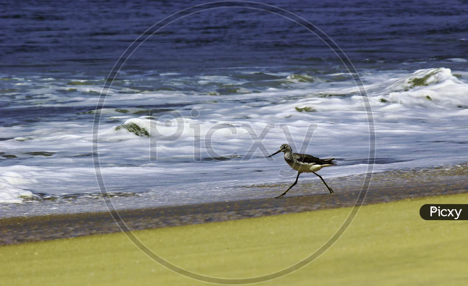 Common Greenshank, A Species Of Sandpipers Bird Walk On A Sandy Beach