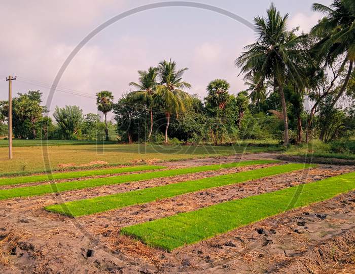 Rice Seedlings Ready For Transplanting Raised In Rice Seedling Trays, At A Rice Nursery At The Onset Of Monsoons In A Village In India, Raising Of Seedlings, Growing Rice Seedlings,