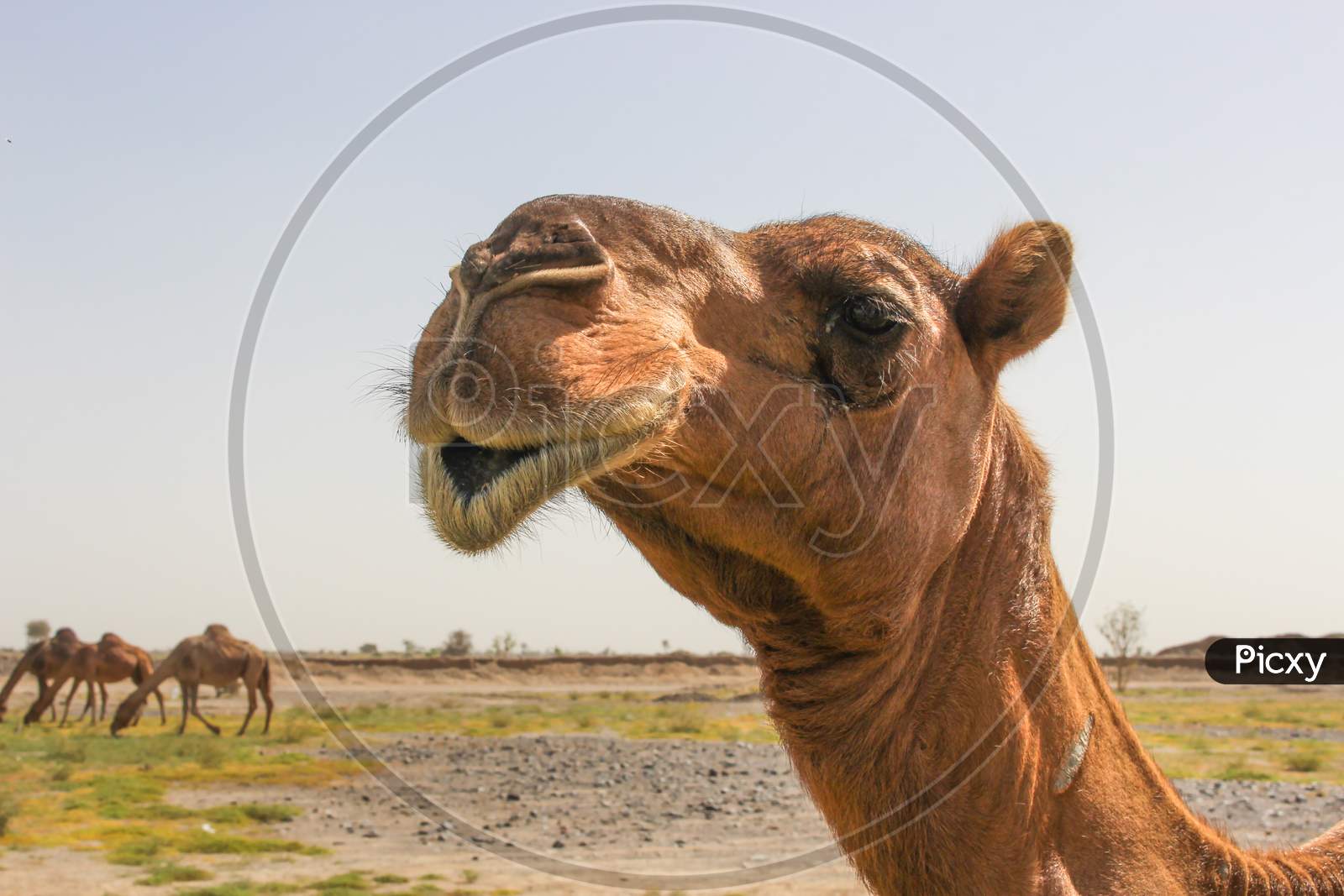 camels feeding in desert