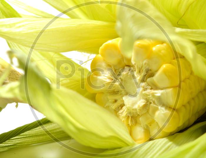 Corn Cut Into A Piece With Leaves Surrond On White Background