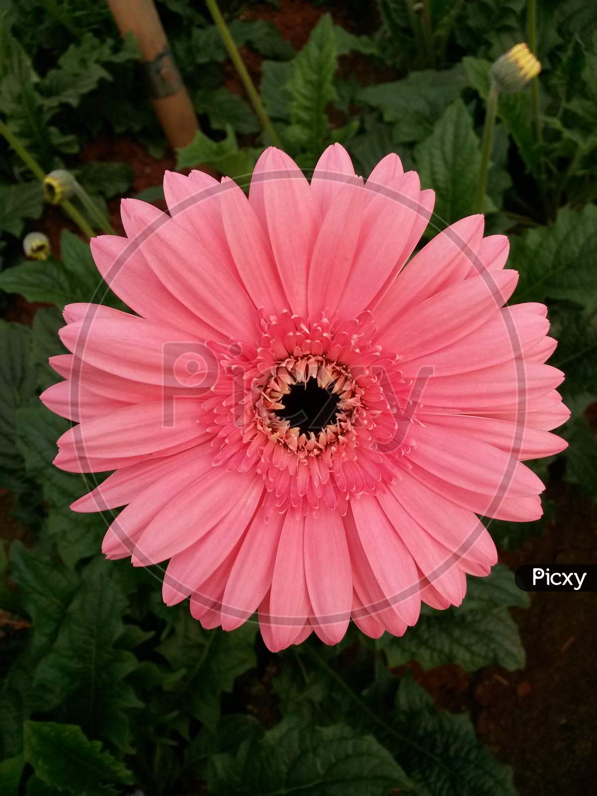 Pink Gerbera Flower With Black Center Core