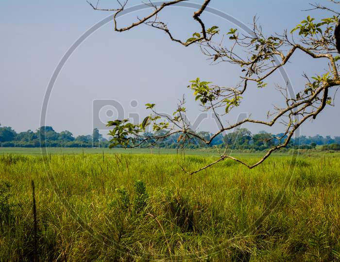 Inside view of Kaziranga National Park of northeast Indian state of Assam. Watchtower of Kaziranga National Park.
