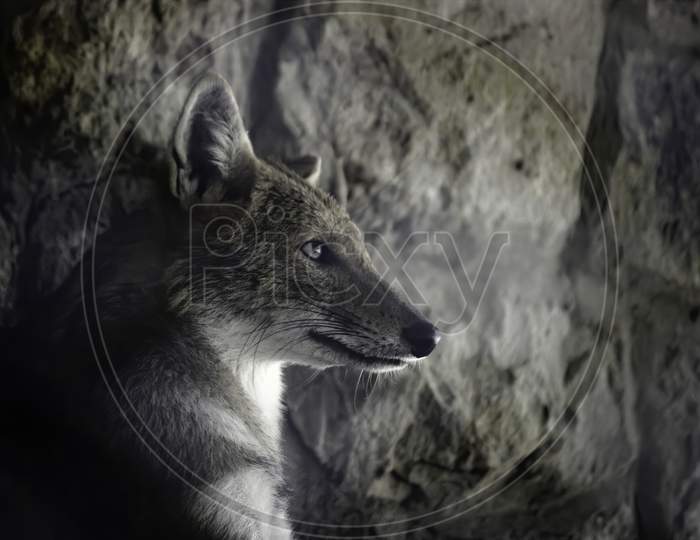 Wolf Side Profile
