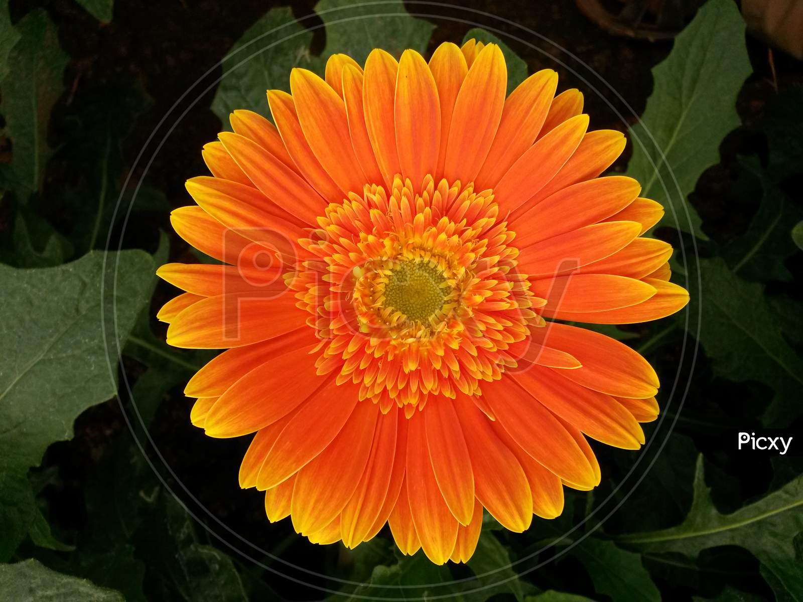 Orange Gerbera Flower With Green Core