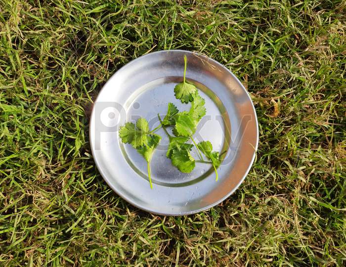Coriander leaves on the plate in green background.