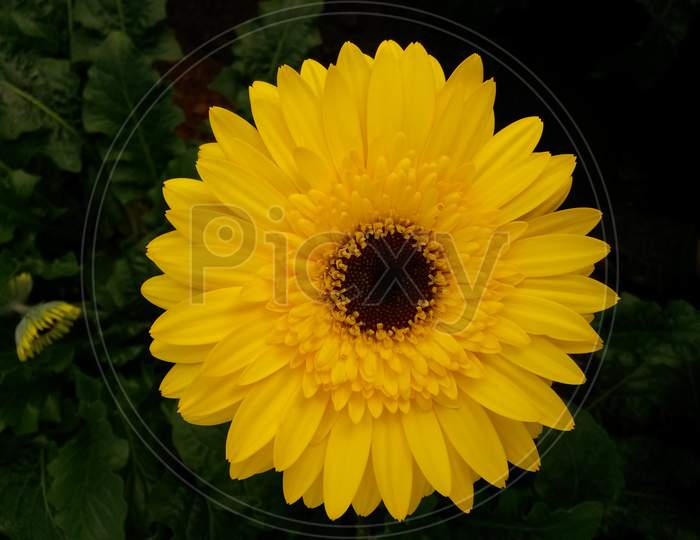 Yellow Gerbera Flower With Black Center Core