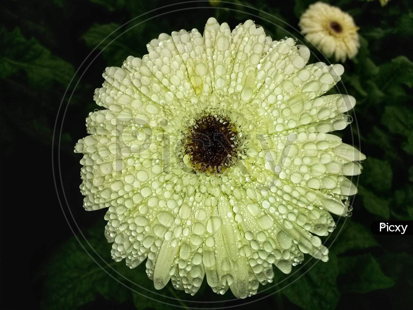 White Gerbera With Dew Drops