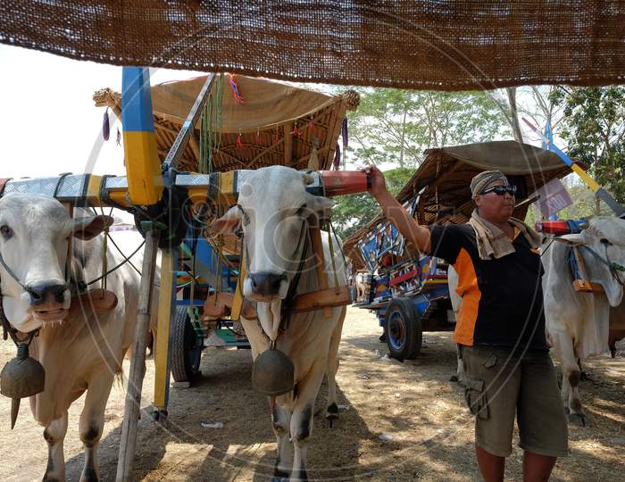 The man who drives a ox cart stands next to his two large cows