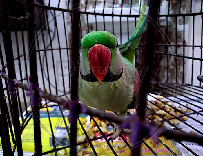 Green Parrot Playing Inside The Cage.
