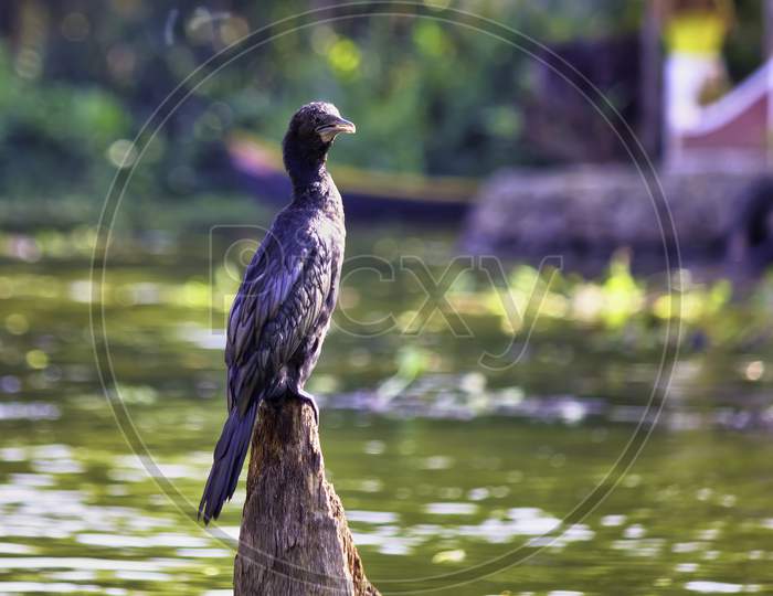 Little Cormorant, A Species Of Cormorants Bird Sitting In The Backwaters Canal Of Alleppey