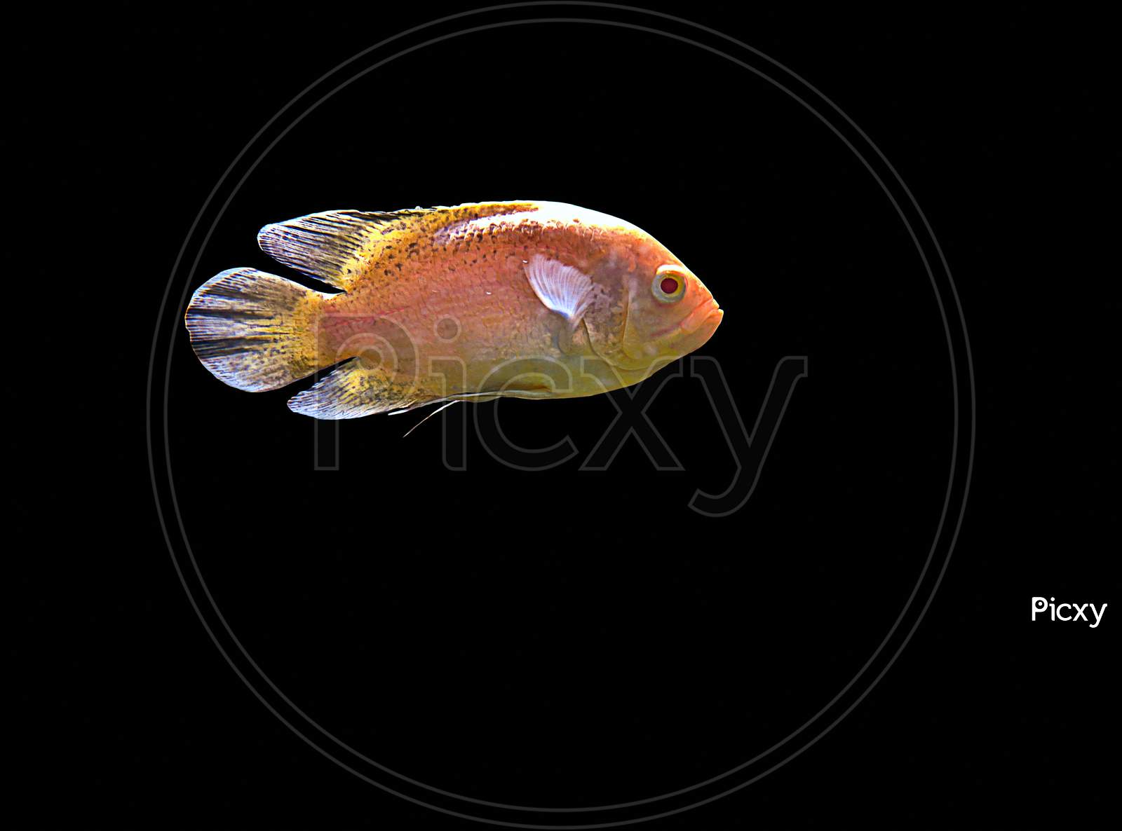 Astronotus Ocellatus Fish Also Known As Oscar Fish Isolated On Black Background.