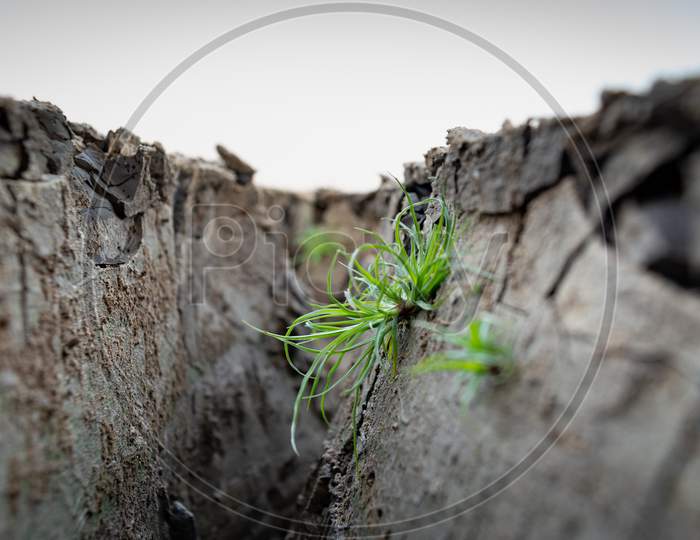 Green Grass Growing In Between The Cracked Earth Crust