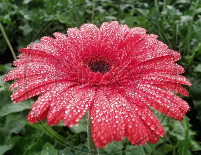 Red Gerbera With Dew Drops On It
