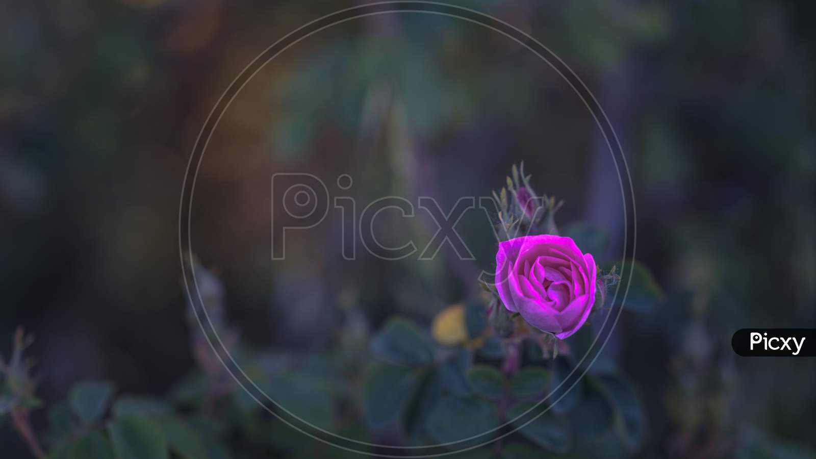Close-Up Of Canine Rose In Full Bloom At Sunrise