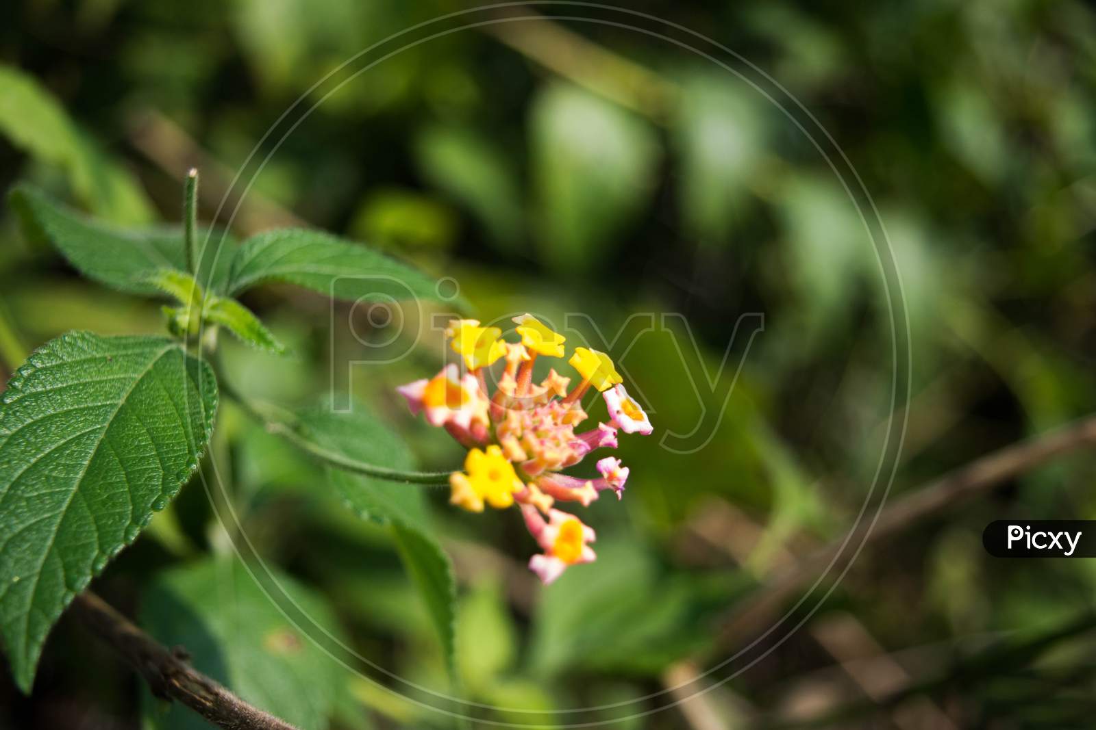Lantana camara, West Indian Lantana Flower blooming in the garden. Umbelanterna, wild sage, red sage, white sage, tick berry