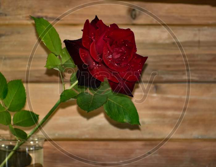 Beautiful Closeup Of A Red Rose.