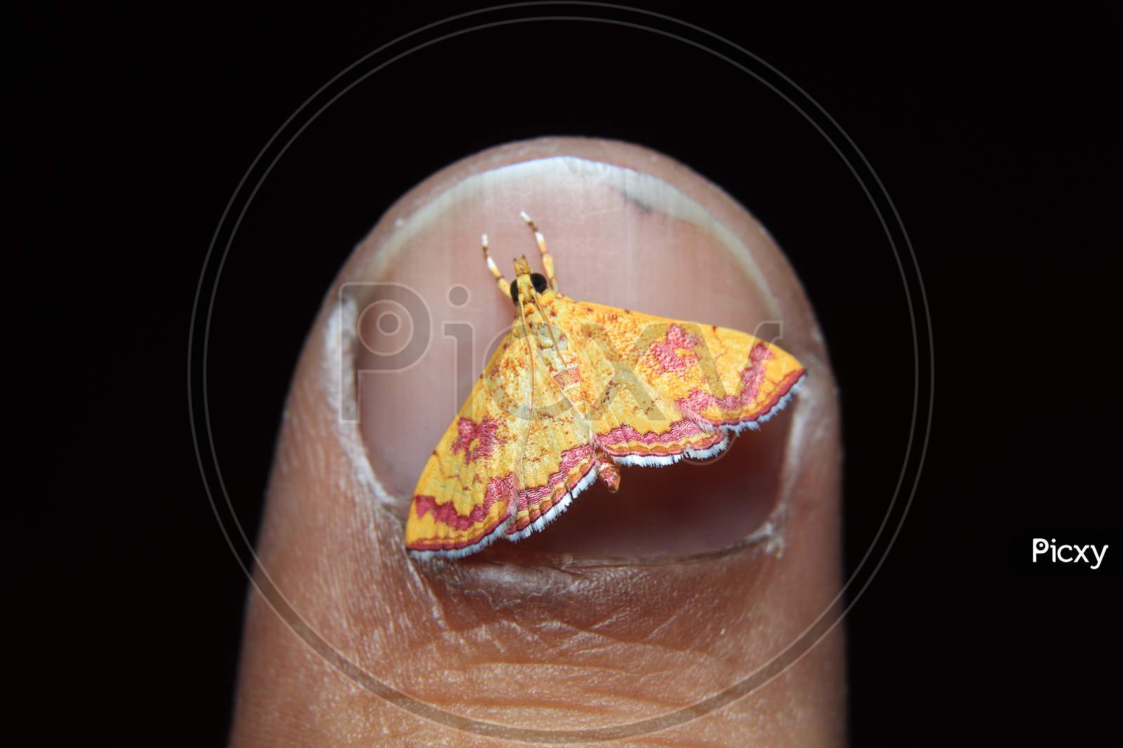 little colorfull Isocentris file is moth on finger nail