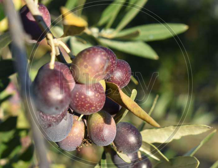 The ripen olive colours were attractive in Tuscany Italy