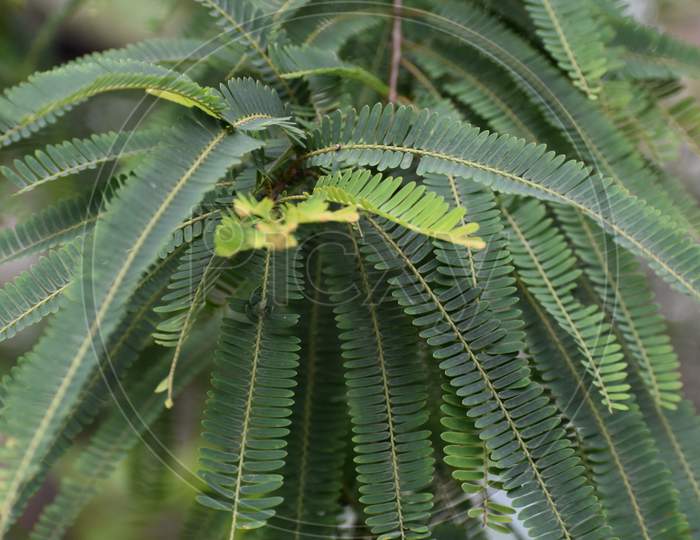 leaves of aonla plants