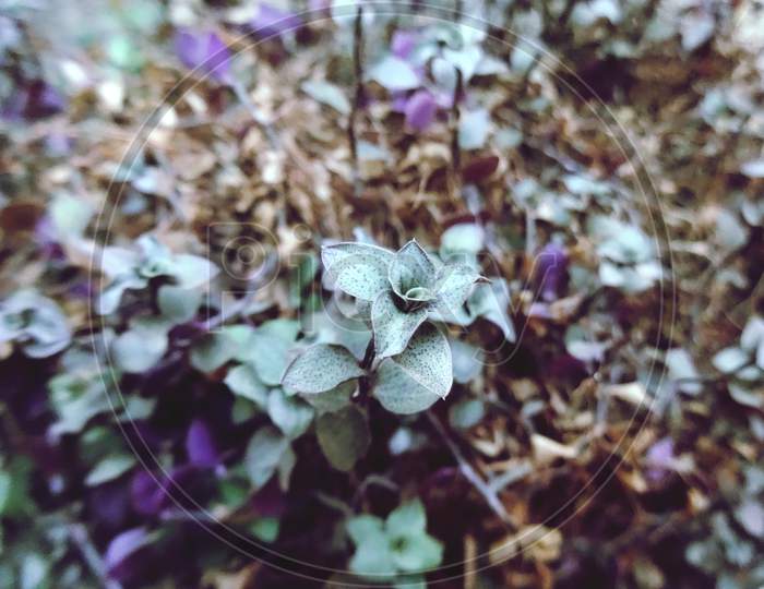 Closeup purple petals spring leaf plant