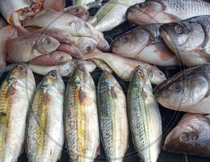 Fresh Large Mackerel Fish In Market, Assorted Fresh Fishes Cut And Whole, Mackerel And Other Sea Fishes Pile Top View, Background Top View Fresh Mackerel, Fresh Mackerel For Sale