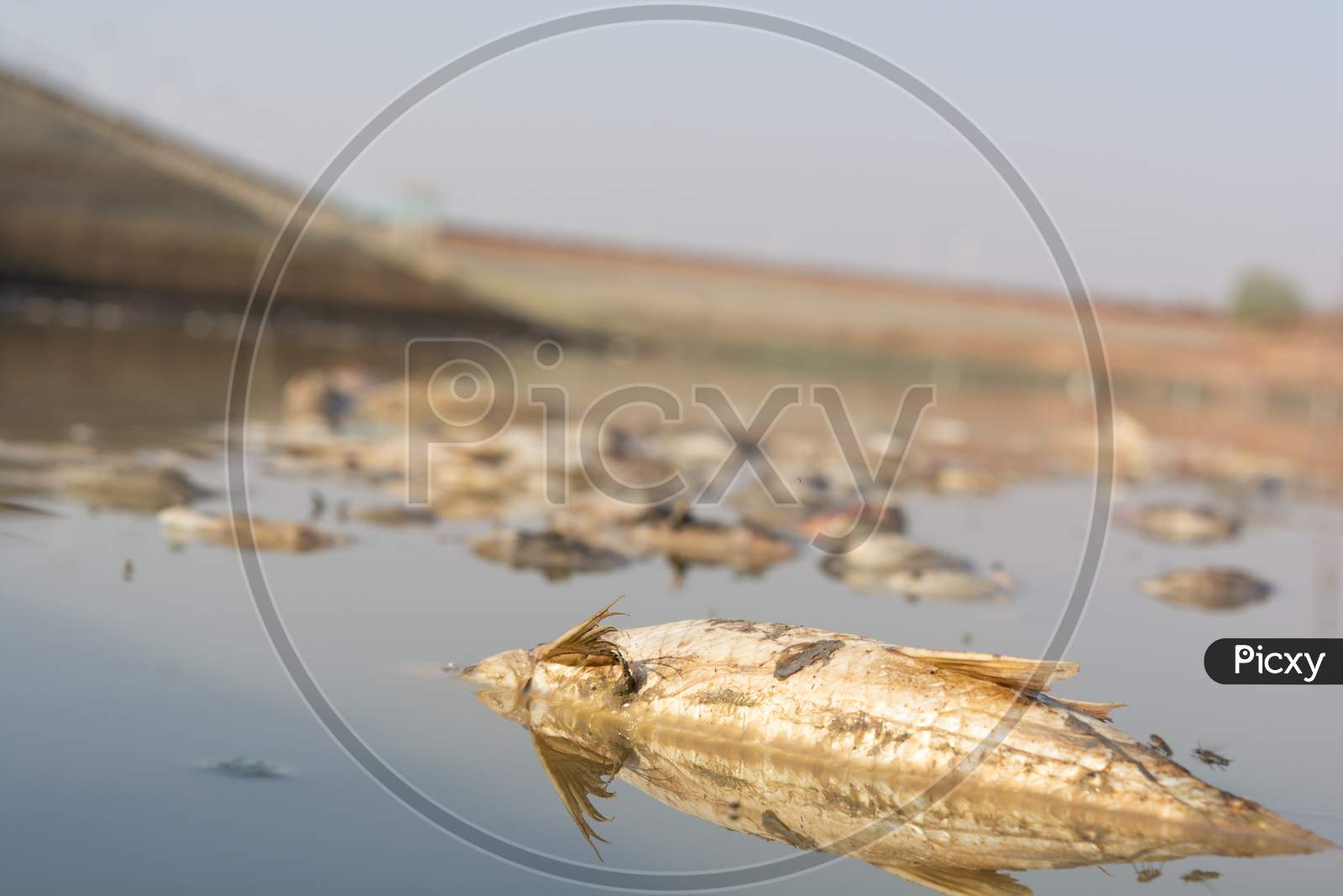 Closeup Of Died Fishes In A Dried Up Empty Reservoir Or Dam Due To A Summer Heatwave, Low Rainfall, Pollution And Drought In North Karnataka,India