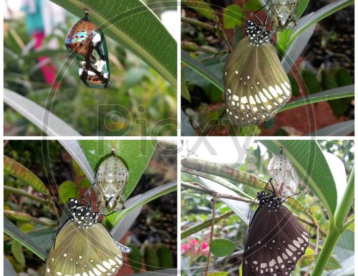 Crow Butterfly Chrysalis Process