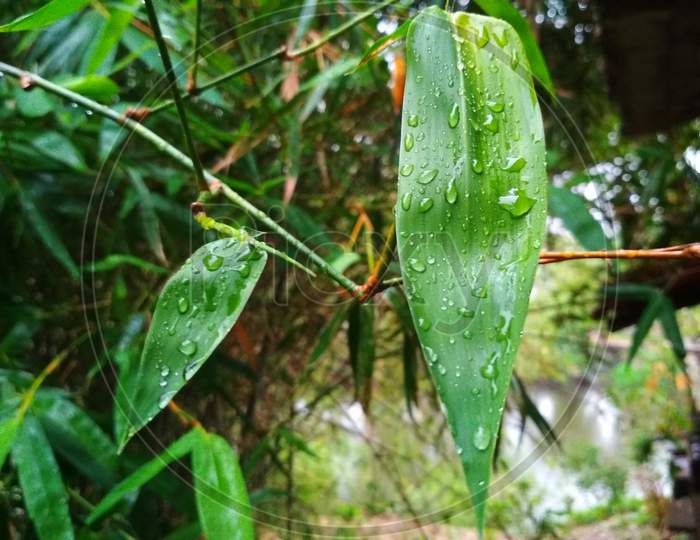 The raindrops are frozen on the leaves of the tree. It is a bamboo leaf.