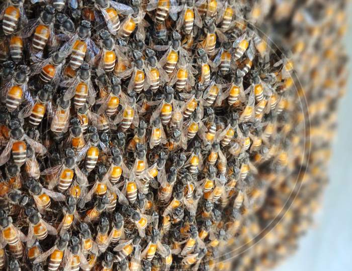 Beautiful closeup lots of bees in honeycomb
